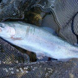 日曜の天竜川ルアーフライテンカラ専用区